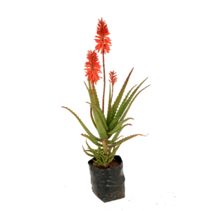 Aloe 'Mr Bean'