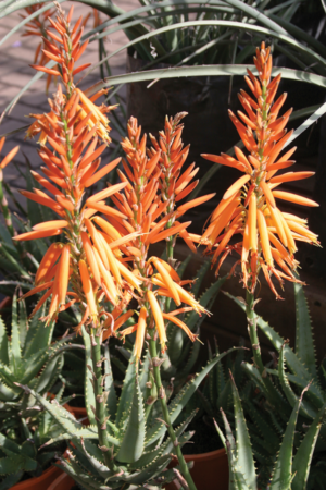 Aloe 'Orange Delight'