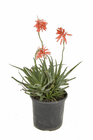 Aloe 'Peri Peri'