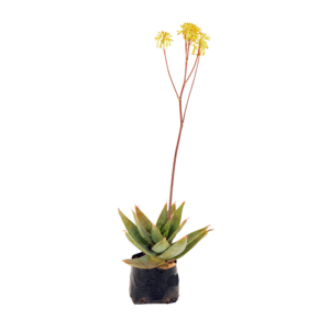 Aloe 'Starstruck'
