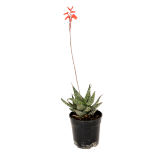 Aloe 'Sugar'