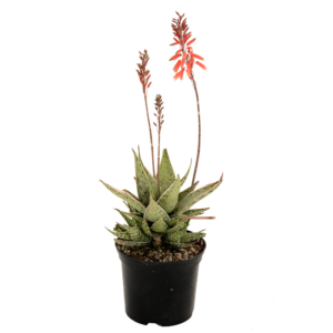 Aloe 'Tequila'