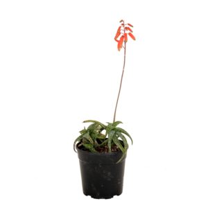 Aloe 'Tom 'Thumb'