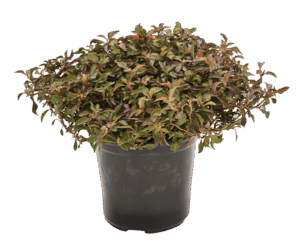 Alternanthera Tricolour