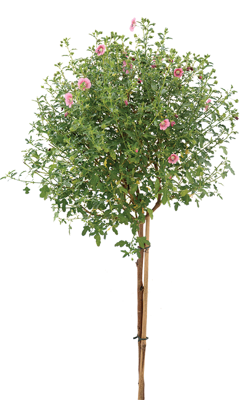 Pink Cape Mallow