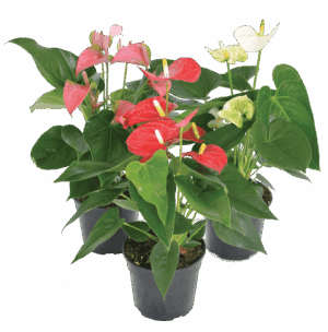 Anthurium Andraeanum