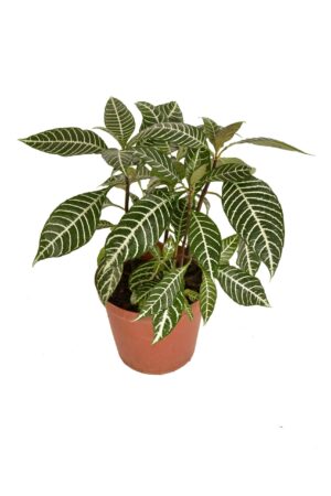 Aphelandra Squarrosa