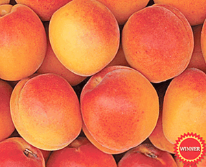 Apricot 'Palsteyn'
