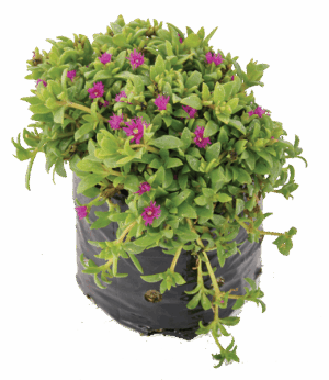 Aptenia Cordifolia 2L/15cm