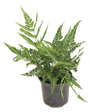 Arachnoides simplicior Variegata
