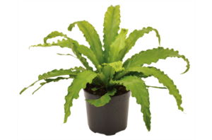 Asplenium 'Osaka'