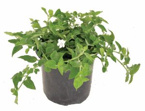 Asystasia Gangetica