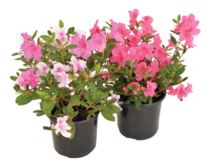 Azalea ‘Encore®’
