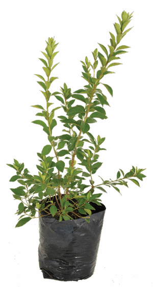 Azalea ‘Magenta’