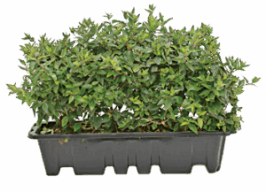 Abelia ‘Dwarf Gnome®’Hedge