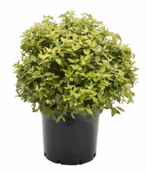 Abelia 'Lemon and Lime'