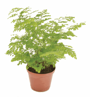 Adiantum Raddianum