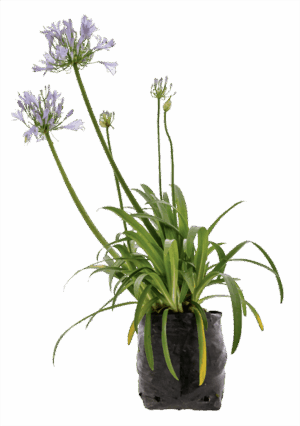Agapanthus 'Barley Blue'