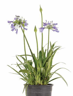 Agapanthus 'Bingo Blue'