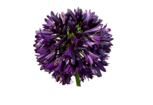 Agapanthus 'Black Jack'