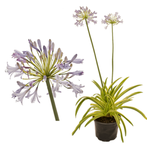 Agapanthus ‘Zambezi’