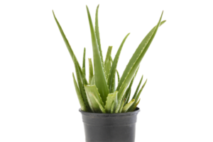 Aloe vera (Aloe barbadensis)