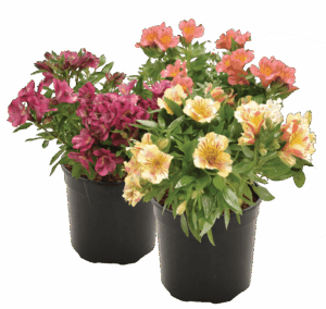 Alstroemeria Mixed Colours