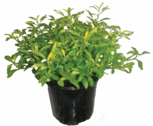 Alternanthera 'Aurea'