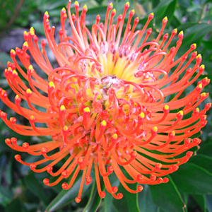 Leucospermum Anouk 15cm