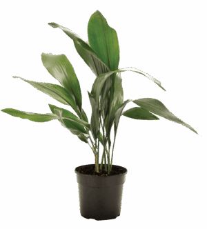 Aspidistra Elatior