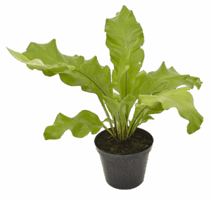 Bird’s Nest Fern
