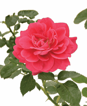 Rose 'Avila Palace'