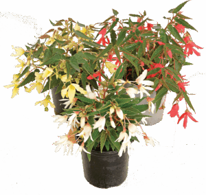 Begonia 'Bossa Nova'