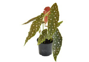 Begonia maculata