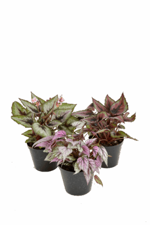 Begonia Rex Hybrid