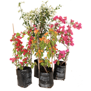 Bougainvillea