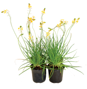 Bulbine 'Wildfire'