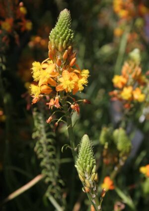 Bulbine Frutescens Yellow