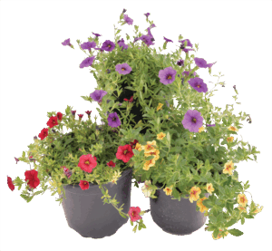 Calibrachoa