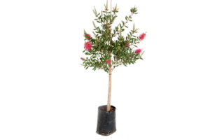 Callistemon 'Endeavour'