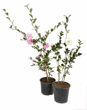 Camellia sasanqua Range of Colour