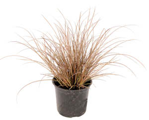 Carex 'Bronze Curls'