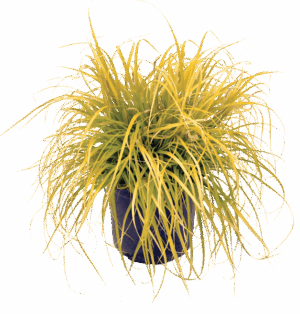 Carex ‘Everillo'