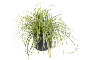 Carex 'Feather Falls'