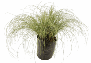 Carex 'Frosted Curls'