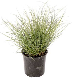 Carex 'Phoenix Green'