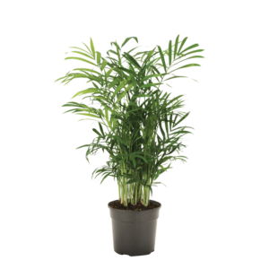 Chamaedorea Elegens