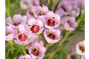 Chamelaucium spp.