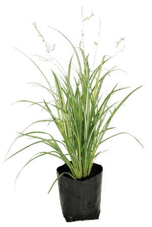 Chlorophytum 'Starlight'