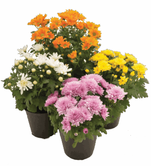 Chrysanthemum Morifolium